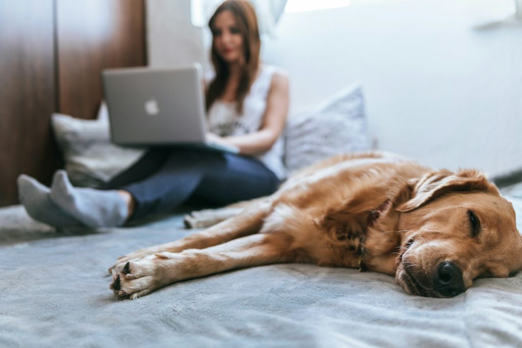 Golden Retriever lying on bed while woman researches downpyment assistance programs n texas online